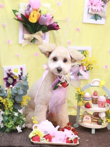 20230318さくらちゃん